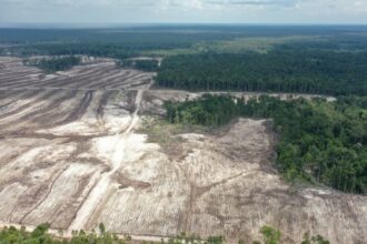 Foto udara lahan perkebunan singkong di Desa Tewai Baru Kabupaten Gunung Mas 24 Agustus 2021 1