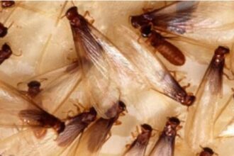 7 Tips Ampuh Mengusir Laron Tanpa Perlu Mematikan Lampu di Rumah