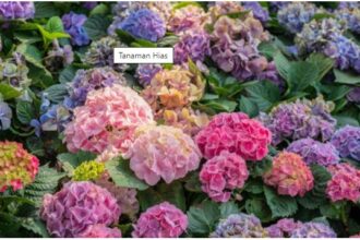 Tips Rawat Tanaman di Rumah agar Tetap Sehat saat Musim Hujan