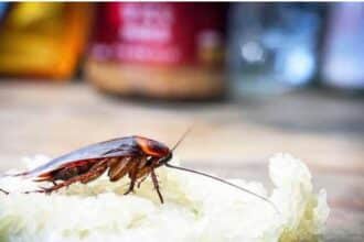 Tanpa Insektisida, Ini 8 Cara Ampuh Mengusir Kecoa dari Rumah dengan Bahan Alami