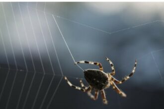 Cara Efektif Membersihkan Sarang Laba-Laba di Rumah Anda