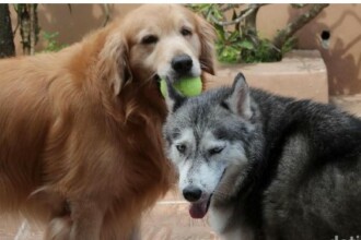 8 Tips Tinggalkan Hewan Peliharaan di Rumah Tanpa Kacau