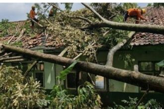 Tips Aman Tanam Pohon Dekat Rumah Agar Tidak Rawan Tumbang Akibat Angin Kencang