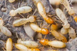Mengapa Rayap Memilih Bersembunyi di Dalam Tembok dan Cara Mengatasinya