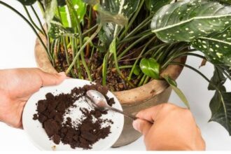 Pentingnya Mengelola Ampas Kopi dengan Bijak dan Hindari Buang ke Saluran Air