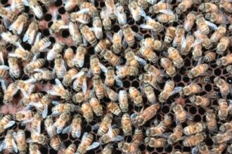 5 Langkah Mengusir Lebah di Rumah Anda Tanpa Membunuhnya